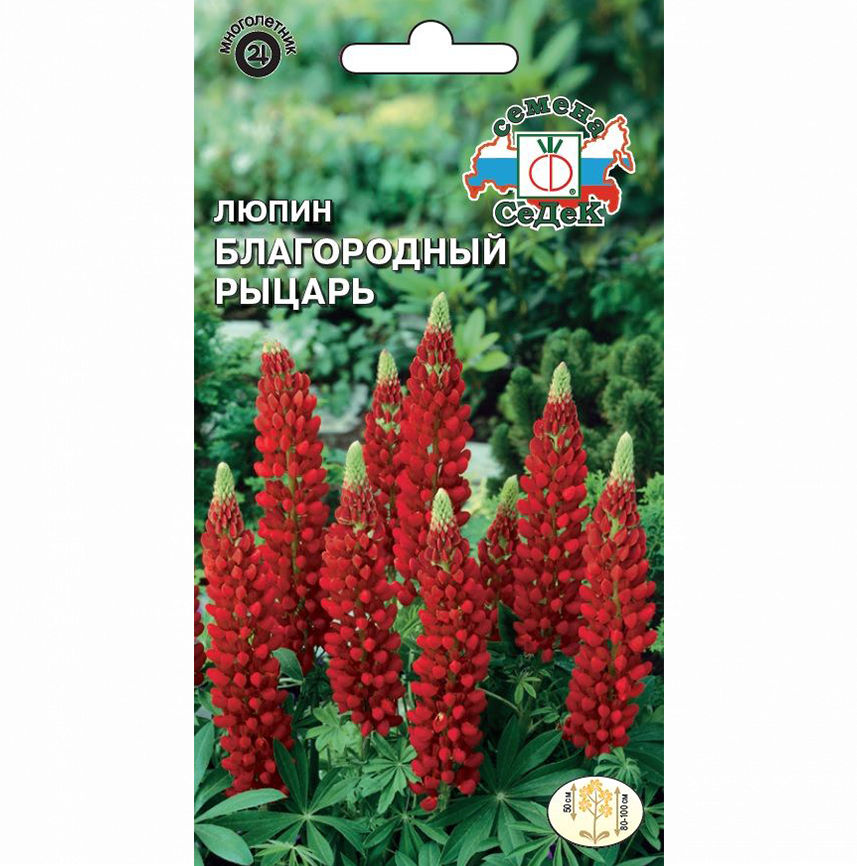 Люпин гибридный Благородный Рыцарь