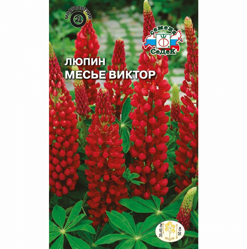 Люпин многолетний Месье Виктор
