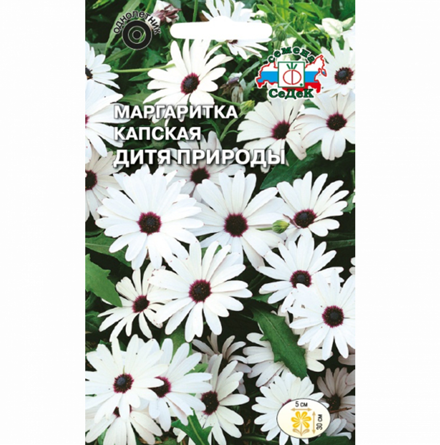 Маргаритка капская Дитя природы