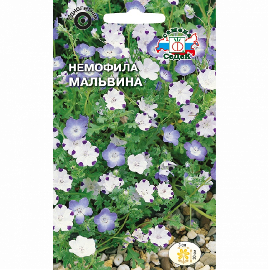 Немофила Мальвина