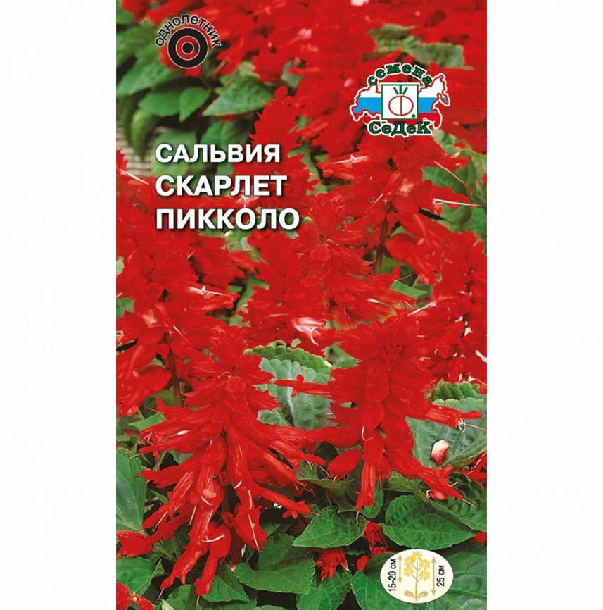 Сальвия Скарлет Пиколло