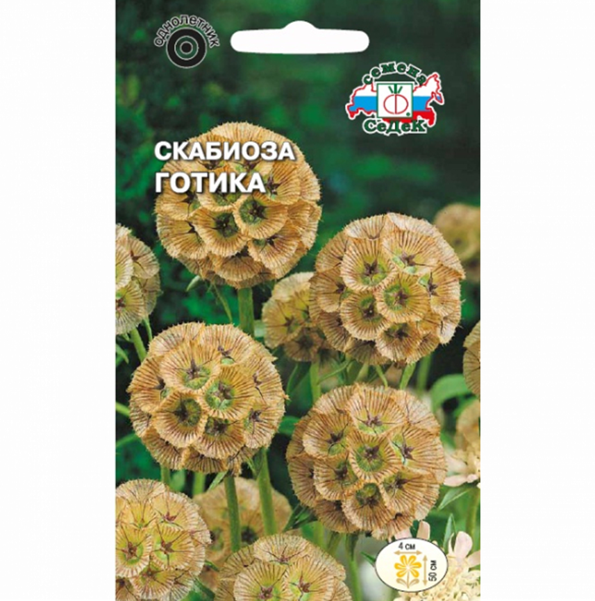 Скабиоза Готика