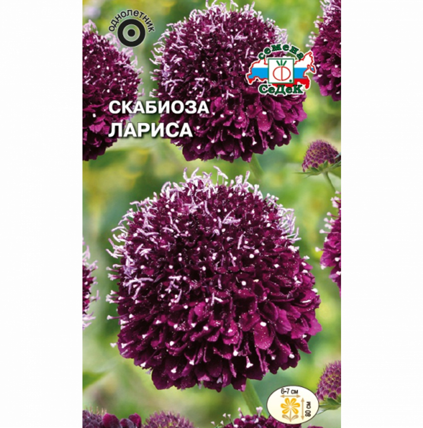 Скабиоза Лариса