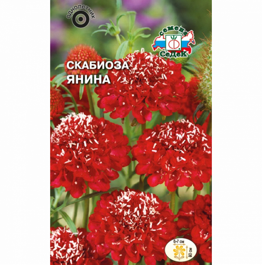 Скабиоза Янина