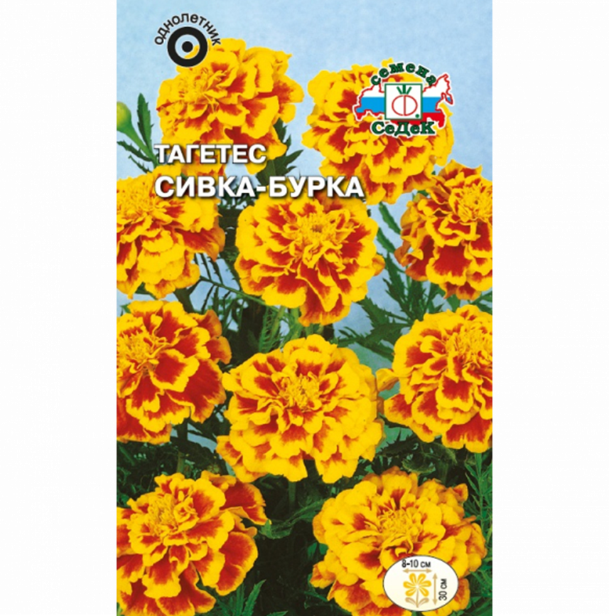 Тагетес Сивка-Бурка