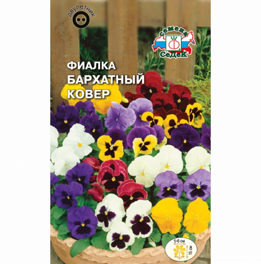 Фиалка Бархатный ковер