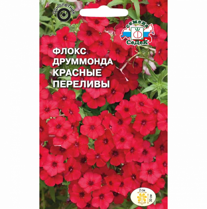 Флокс Друммонда Красные Переливы