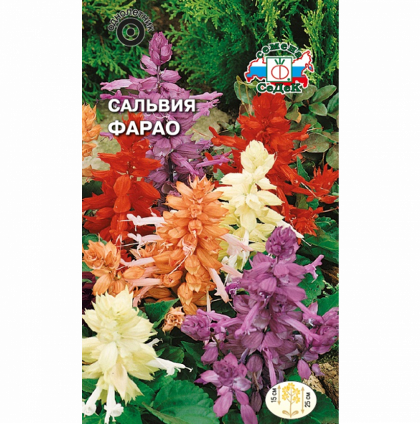 Сальвия Фарао