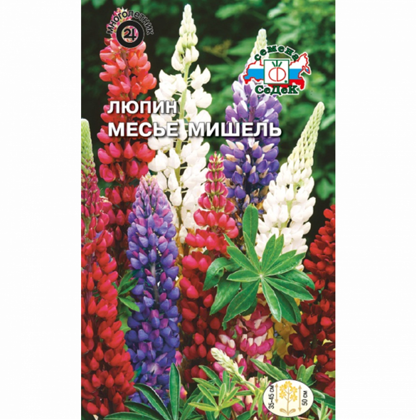 Люпин многолетний Месье Мишель