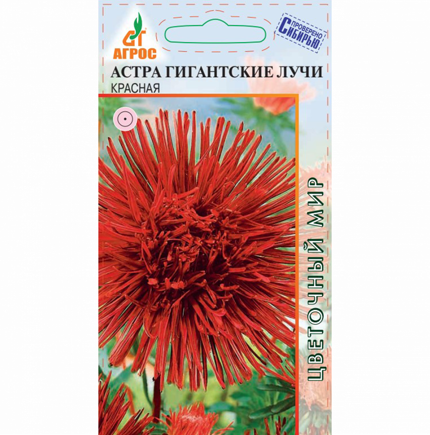 Астра гигант Лучи Красная