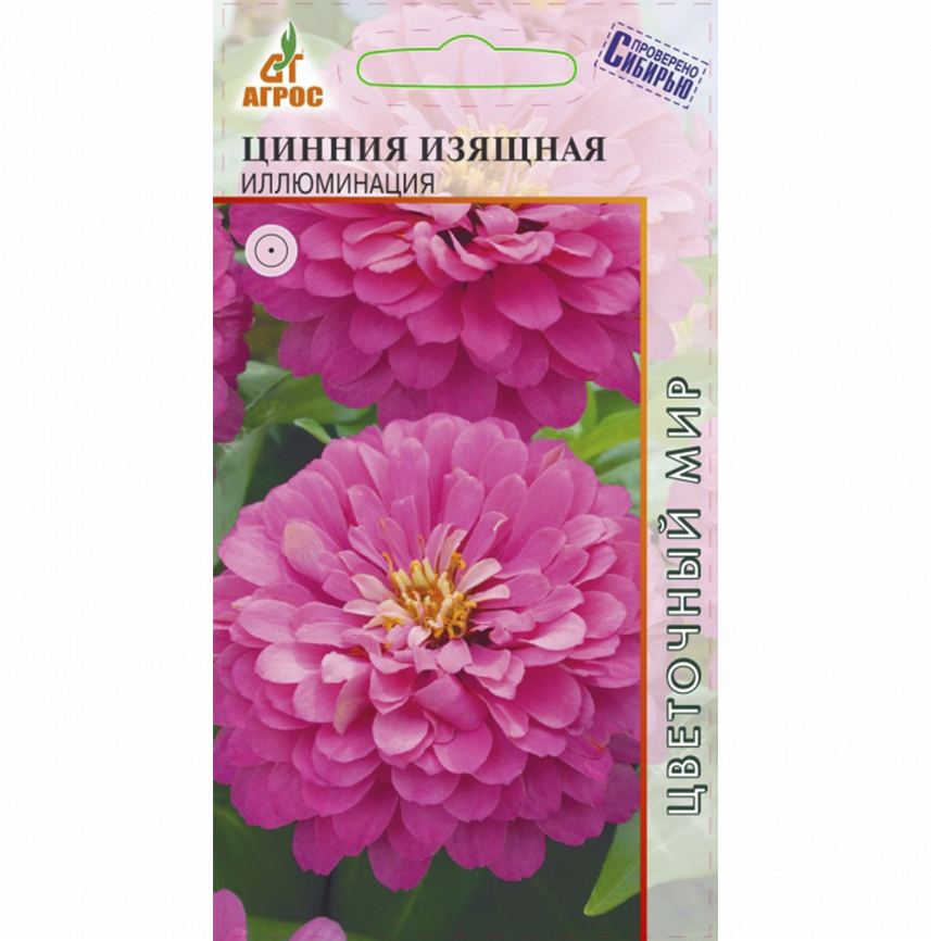 Цинния Изящная Иллюминация