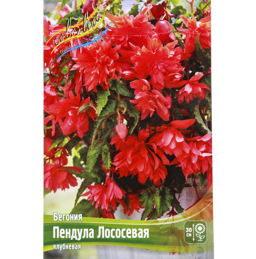 Бегония Пендула Лососевая