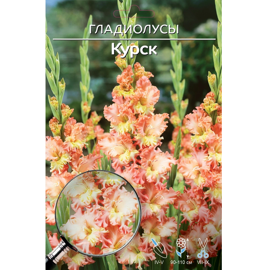 Гладиолус Курск