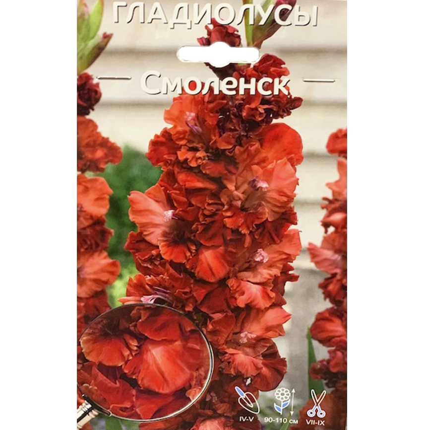 Гладиолус Смоленск