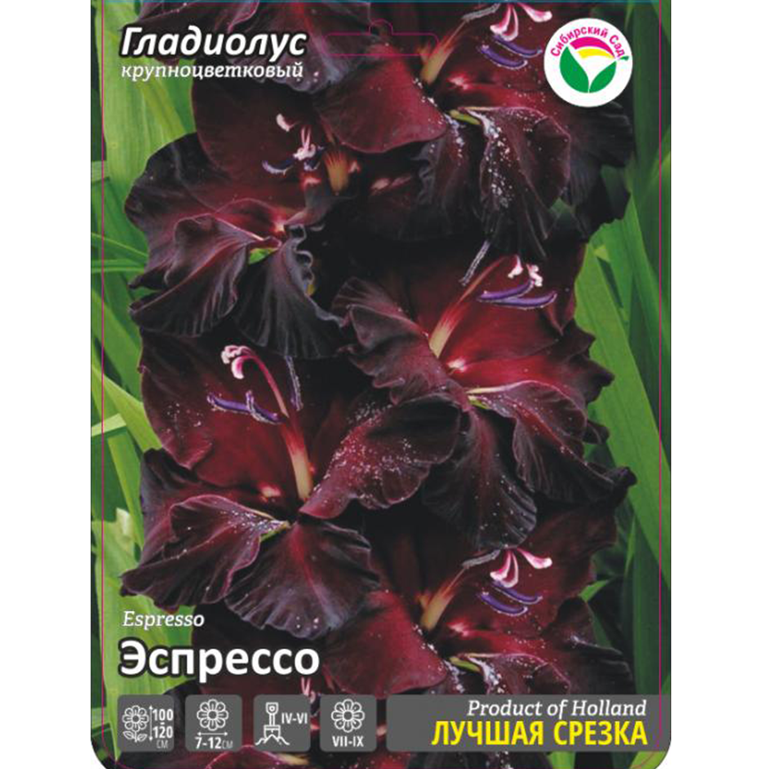 Гладиолус Эспрессо