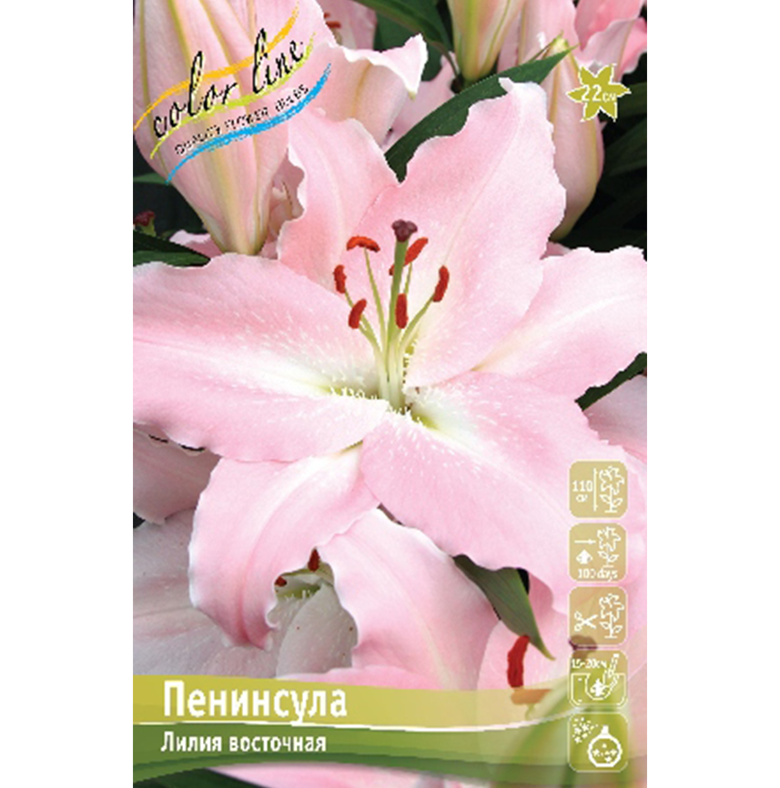 Лилия Пенинсула