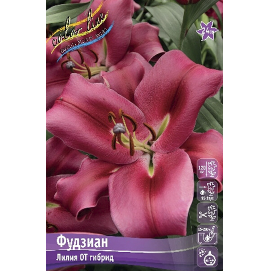 Лилия Фудзиан