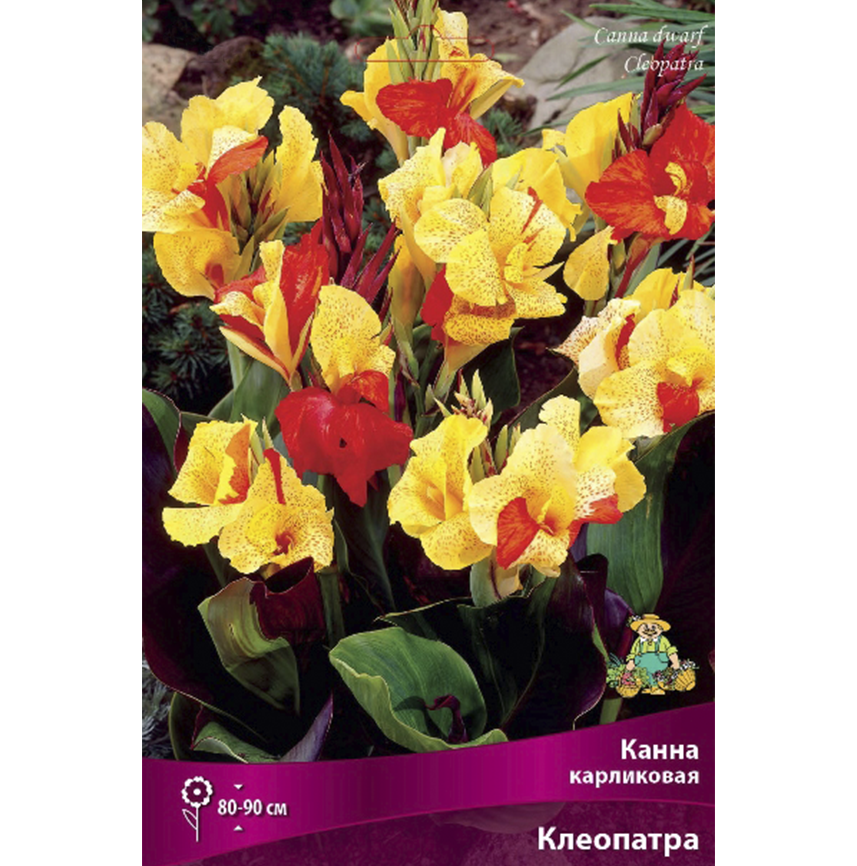 Канна Клеопатра