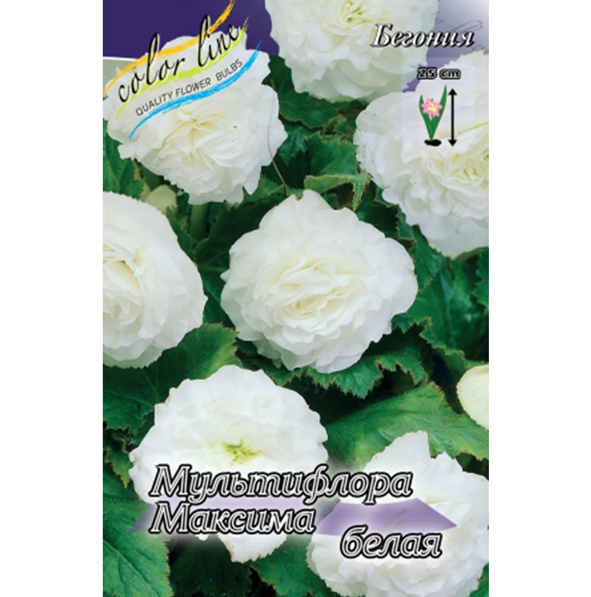 Бегония Мультифлора Максима Белая
