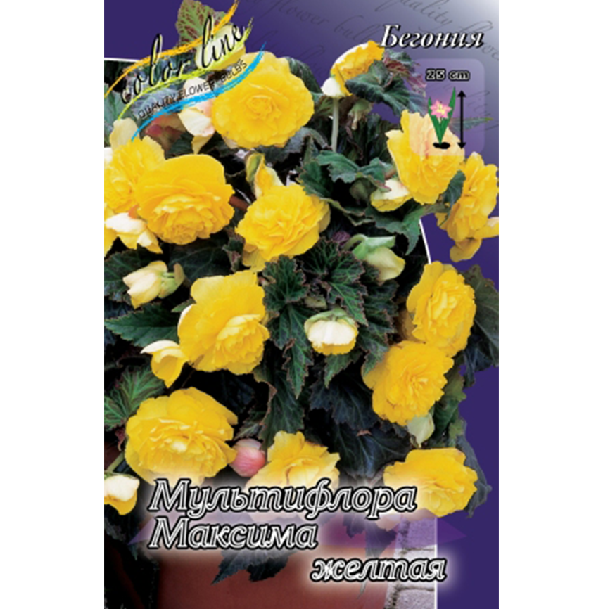 Бегония Мультифлора Максима Желтая