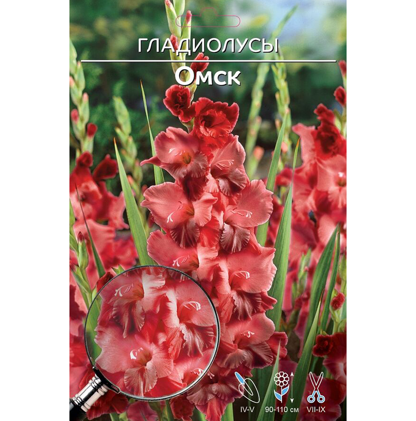 Гладиолус Омск