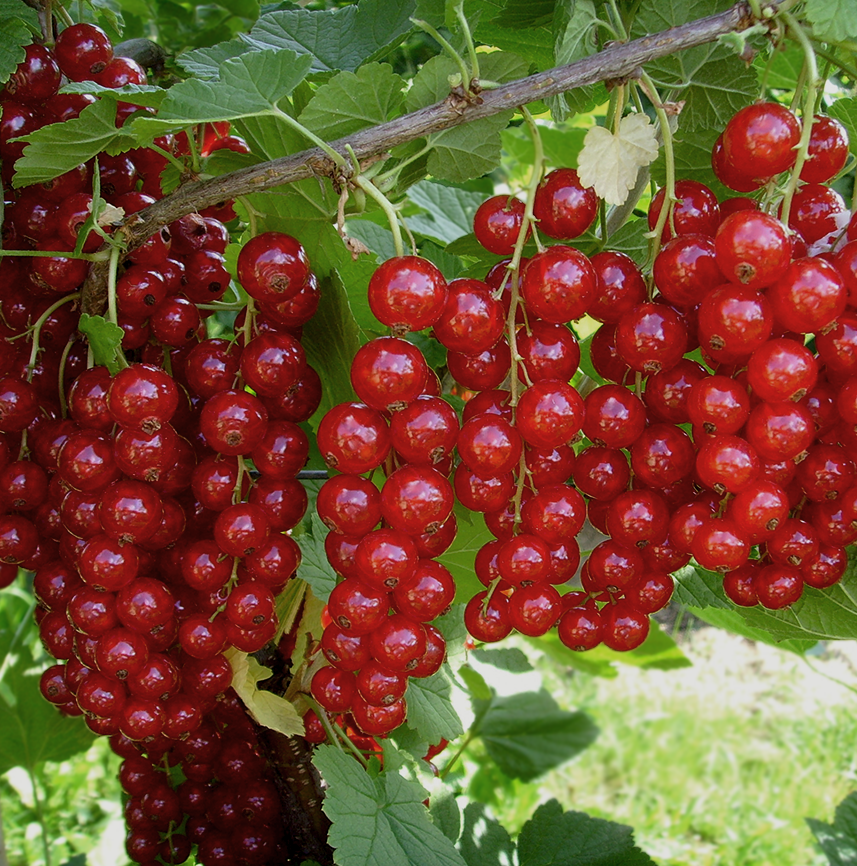 Смородина  красная ОКС