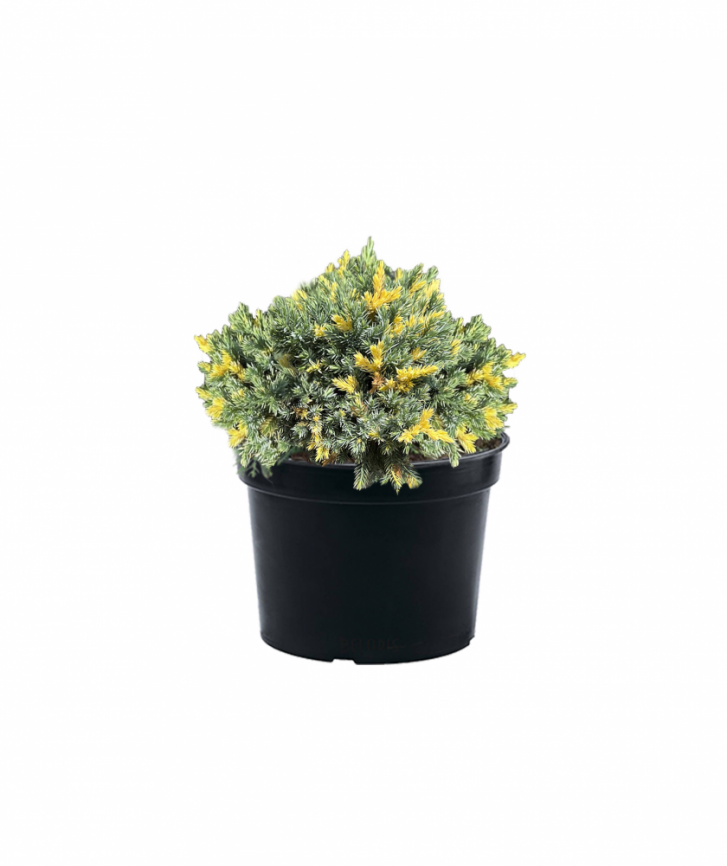 Можжевельник чешуйчатый Floreant