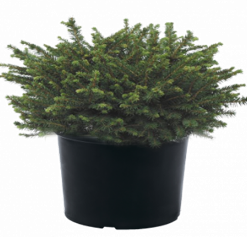 Ель обыкновенная Pumils Glauca 