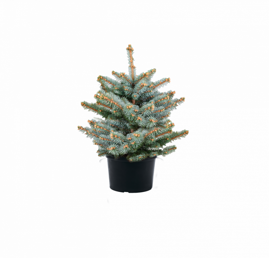 Ель колючая Super Blue Seedling