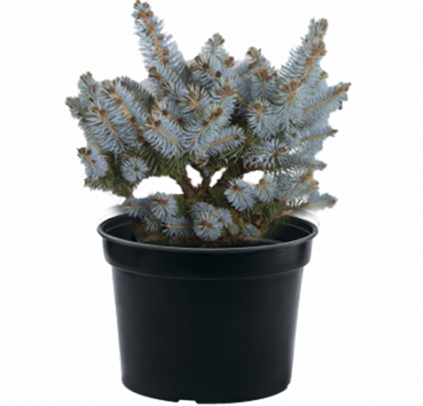 Ель колючая Glauca Majestic Blue