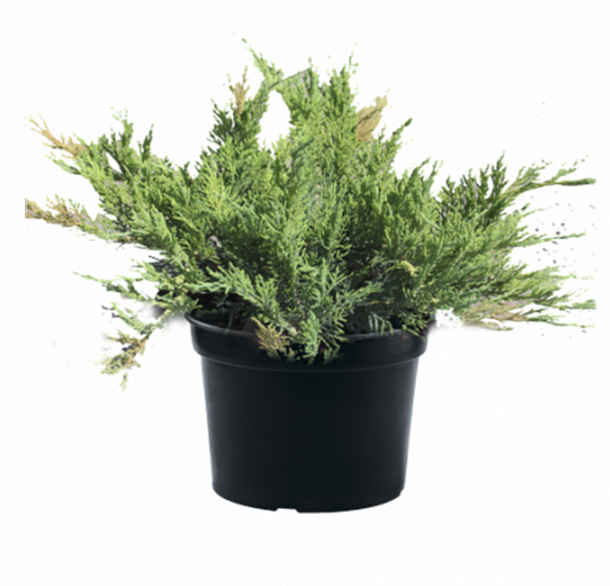 Можжевельник китайский "Expansa Variegata"