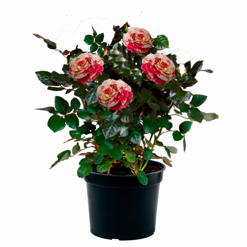 Роза плетистая Vanile Fraise  