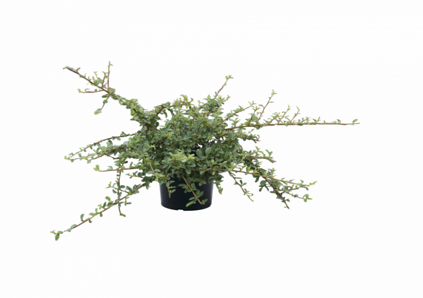 Кизильник "Coral Beauty"  