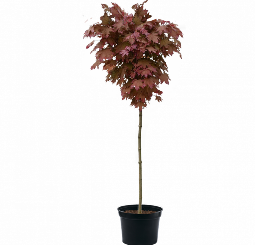 Клен остролистный "Royal Red" 