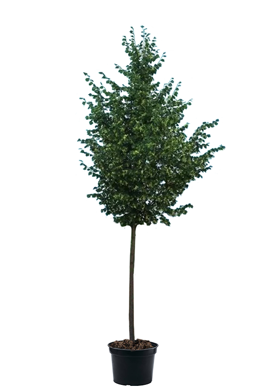 Липа мелколистная Greenspire 
