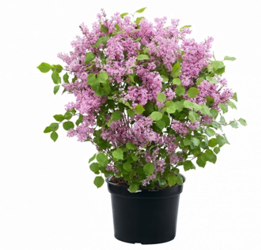 Сирень Мейера Flowerfesta конт 5л