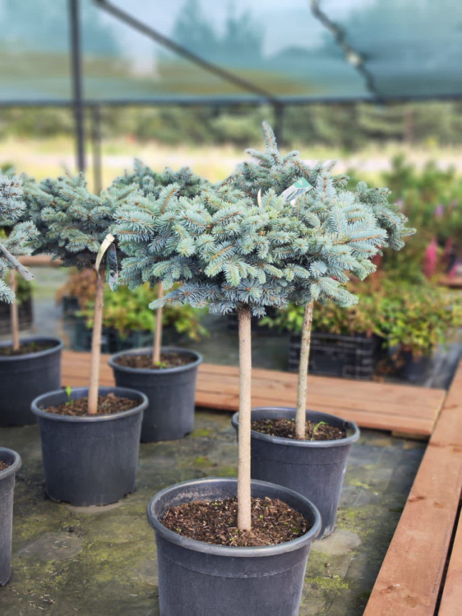 Ель колючая Glauca Globosa 