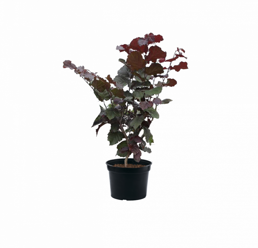 Лещина большая Purpurea