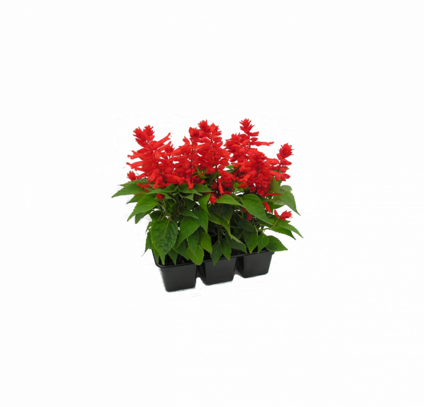 Сальвия микс кассета