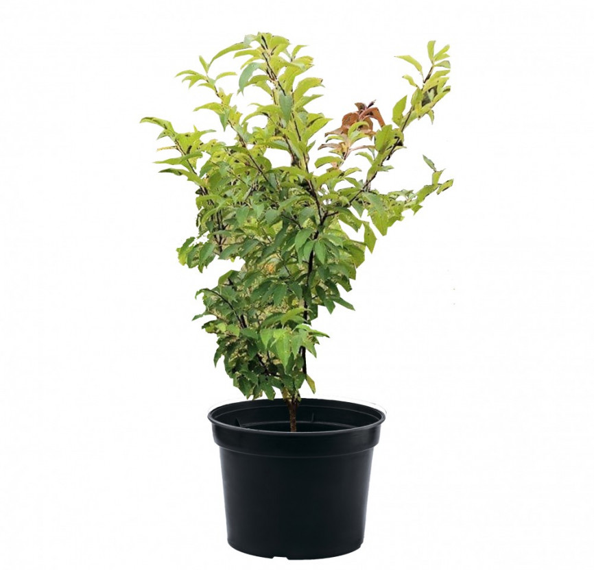 Черемуха Маака Prunus maaka Amber Baeuty 