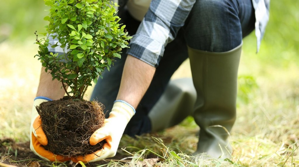 Озеленение