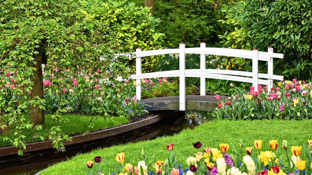 О неприхотливых однолетниках