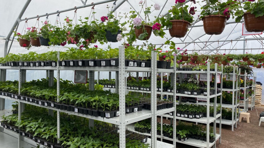 Скидка на овощную рассаду 30%