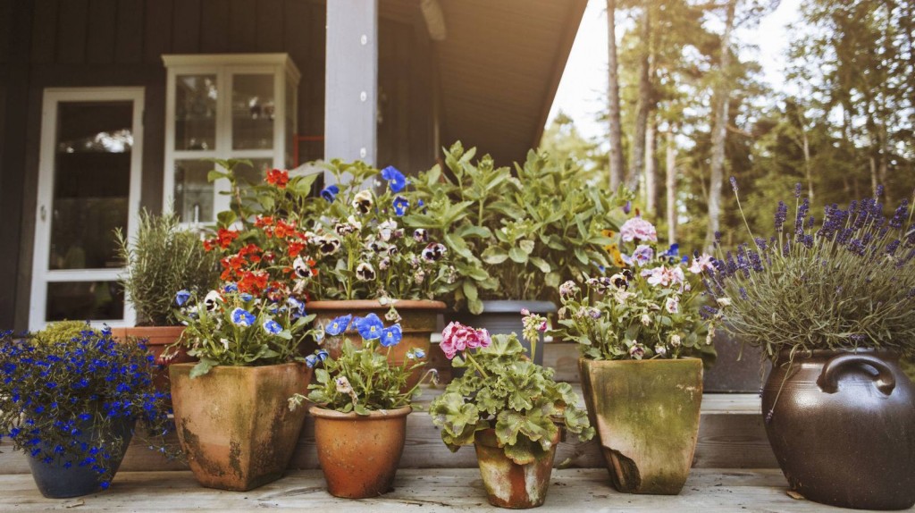 Садовый календарь в июле