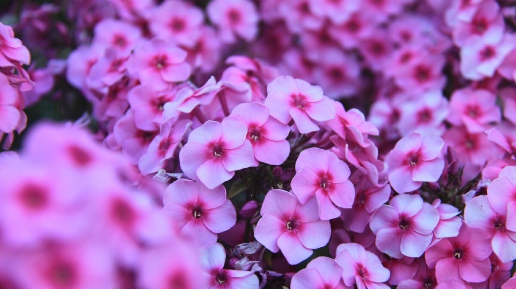 Посев и полив флоксов в июле