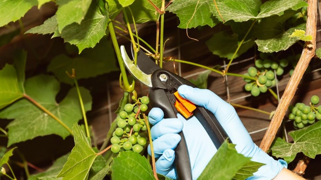 Панцировка виноградника в июле