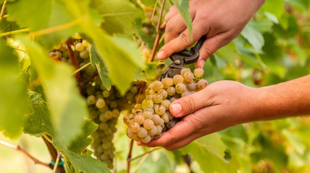 Уход за виноградником