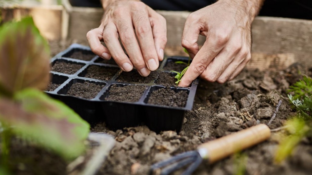 Деление многолетников