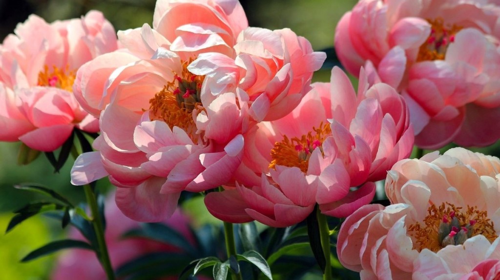 Деление пионов