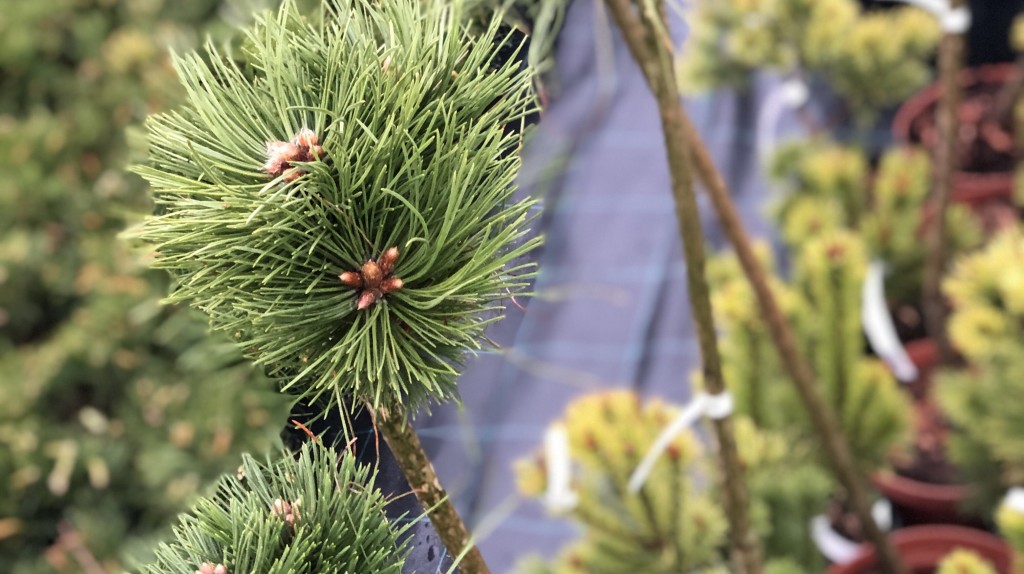 Скидка 30% на все растения!